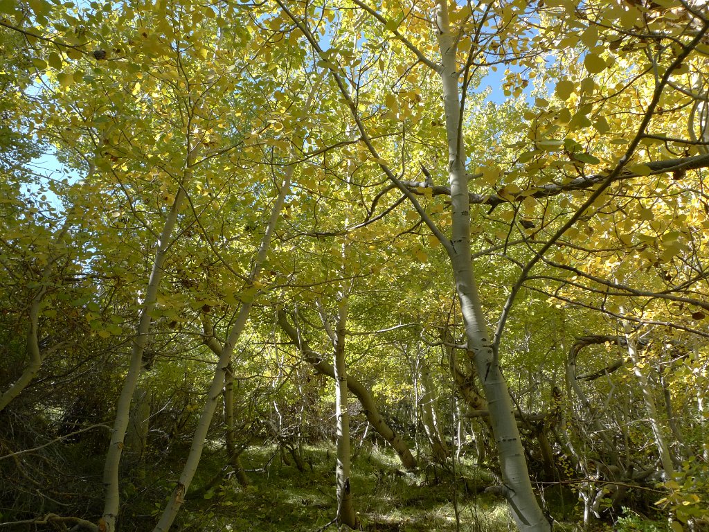 California-Fall2010 589.JPG